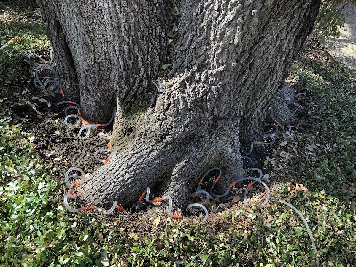 Detailed Tree Cabling and Bracing job site in Westhope